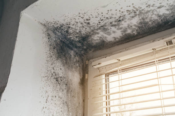 Affordable Basement Mold Removal solutions in Annapolis Junction, MD